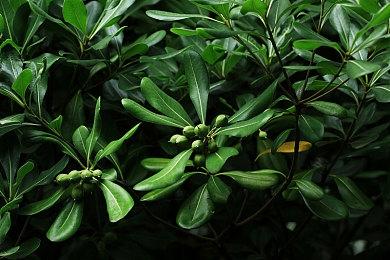 内部人士透露B社在开发《辐射3》重制版等多个项目