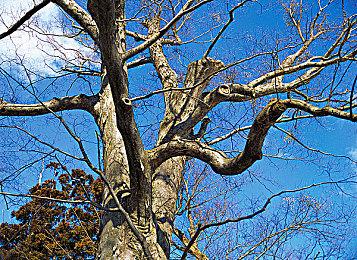 回合制生存策略游戏《远古人类》现已登录Steam平台 6月5日抢先体验推出