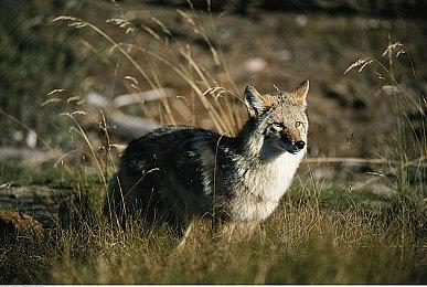 传闻：未公布的《星球大战》RTS游戏正在开发中